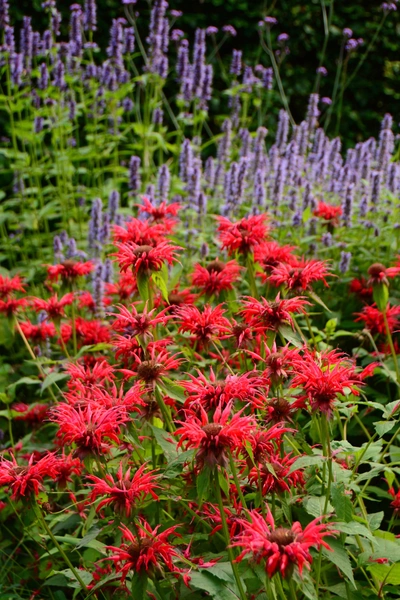 Rote Goldmelisse mit leuchtenden Blüten wächst in einem Gartenbeet. Im Hintergrund sind hohe, violette Blütenstände einer anderen Pflanze zu sehen. Die dichten Blätter der Goldmelisse bilden einen grünen Kontrast zu den kräftigen Blütenfarben.