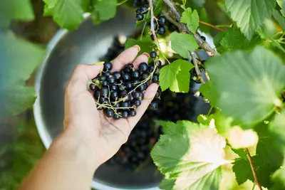 Hand hält frisch geerntete schwarze Johannisbeeren über einer Sammelschüssel.