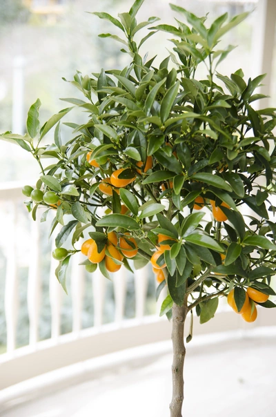 Ein kleines Zitrusbäumchen mit reifen, orangefarbenen Früchten steht in einem hellen Raum vor einem Balkon mit weißen Geländern