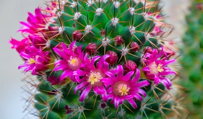 Das Bild zeigt einen Warzenkaktus, der reich mit leuchtend pinken Blüten bedeckt ist, die einen auffallenden Kontrast zu seinen grünen, stacheligen Oberflächen bieten.