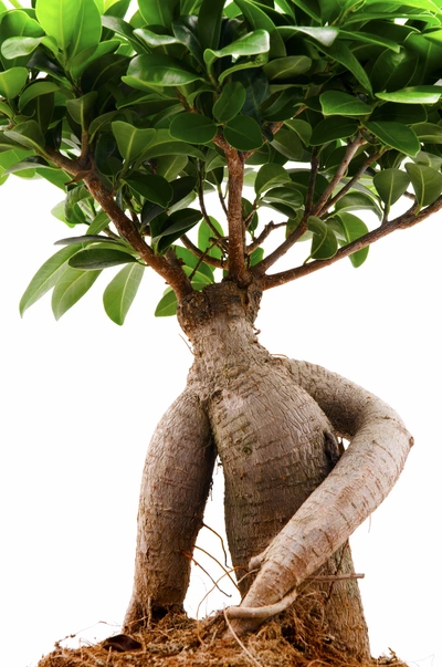 Nahaufnahme eines Ginseng Ficus mit seinem charakteristisch dicken Stamm und üppigem, grünen Laub, vor einem weißen Hintergrund