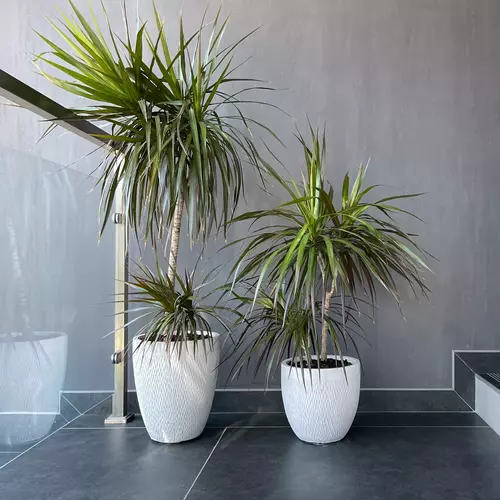 Zwei Gerandete Drachenbäume (Dracaena marginata) in weißen Töpfen in einem modernen Treppenhaus