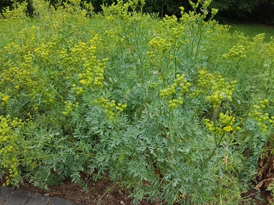 Ein großes Beet mit blühender Weinraute, deren gelbe Blüten über den grau-grünen, fein gefiederten Blättern stehen. Die Pflanzen wachsen dicht an einem Wegrand, im Hintergrund ist eine grüne Wiese.