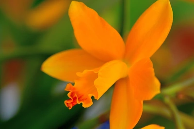 Nahaufnahme einer orangen Königin der Orchidee