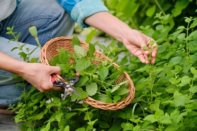 Eine Person erntet frische Zitronenmelisse mit einer Gartenschere und legt die geschnittenen Blätter in einen Weidenkorb. Die Pflanze wächst dicht in einem grünen Kräuterbeet.