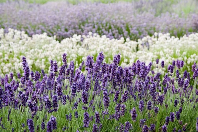 Ein blühendes Lavendelfeld mit violetten und weißen Lavendelreihen. Im Vordergrund stehen tiefviolette Blüten, dahinter folgt weißer Lavendel und im Hintergrund ein weiterer Lavendelstreifen in hellem Lila, leicht verschwommen.