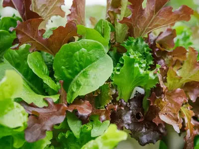 Verschiedene Sorten Babyleaf-Salat mit roten und grünen Blättern in Nahaufnahme.