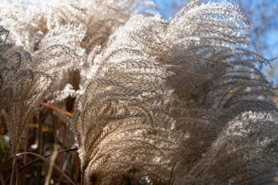 Nahaufnahme der silbernen Blütenrispen von Miscanthus sinensis 'Silberspinne' vor blauem Himmel.