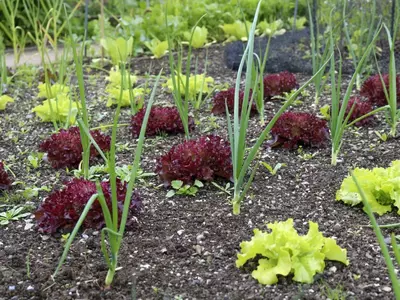 Roter und grüner Batavia-Salat wächst nebeneinander im Gemüsegarten.