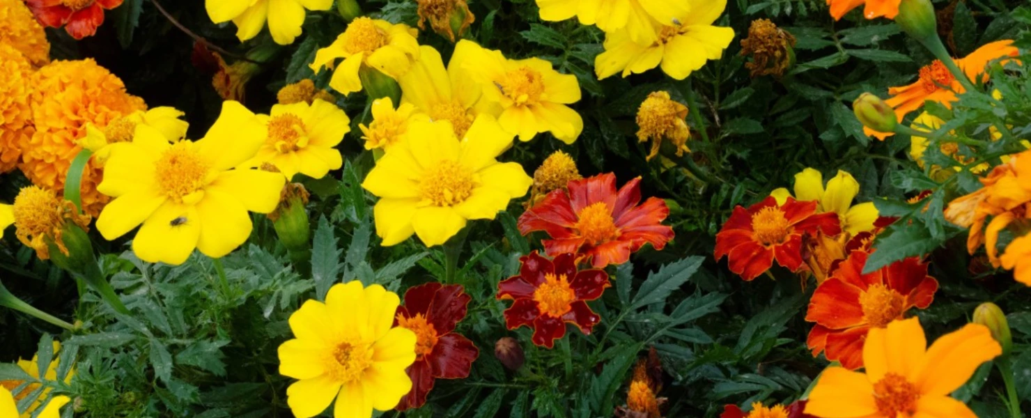 Verschiedene Sorten von Studentenblumen (Tagetes) in Gelb, Orange und Rotbraun in Nahaufnahme, mit üppigem grünen Laub.