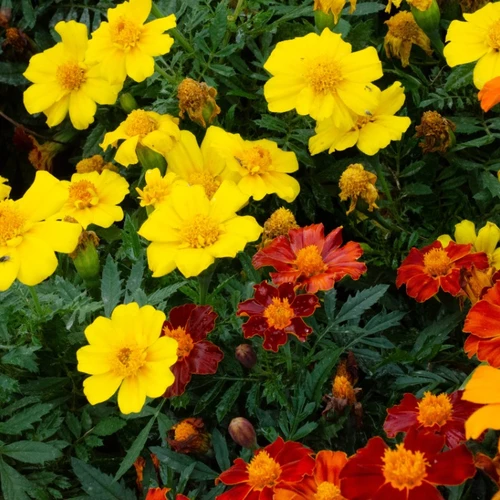 Verschiedene Sorten von Studentenblumen (Tagetes) in Gelb, Orange und Rotbraun in Nahaufnahme, mit üppigem grünen Laub.
