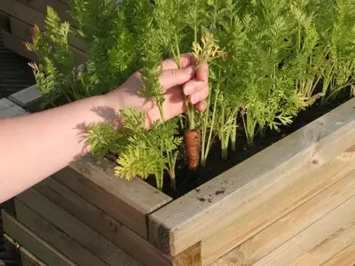 Hand erntet Karotten im Hochbeet, frisches Grün wächst dicht nebeneinander.
