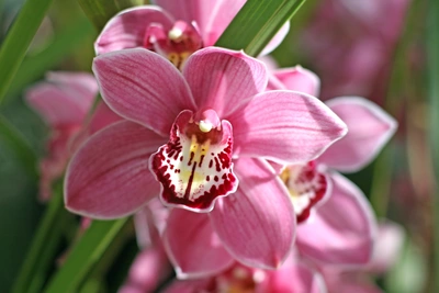 Eine frontale Nahaufnahme einer rosa Kahnorchidee-Blüte