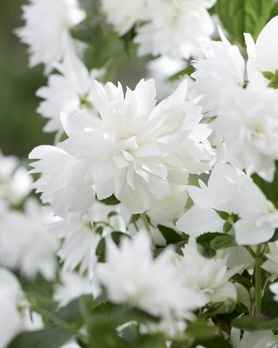 Gefüllte weiße Blüten des Gartenjasmins Philadelphus ‘Pearls of Perfume’ in Nahaufnahme.