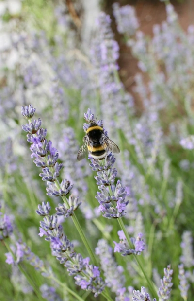 Eine Hummel sitzt auf einer Blüte des Buntlaubigen Lavendels und sammelt Nektar. Die violetten Blüten heben sich vom grünlichen Hintergrund ab. Im oberen Bereich ist eine verschwommene Backsteinwand zu erkennen.