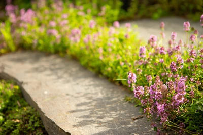Ein Gartenweg aus flachen Steinen, umrandet von blühendem Thymian mit kleinen, lila Blüten. Das Sonnenlicht fällt auf die Pflanzen und hebt ihre zarten Blüten hervor. Im Hintergrund ist mehr Grün sichtbar.