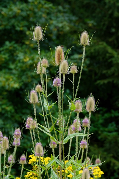 Hohe Wilde Karde mit mehreren stacheligen Blütenständen, teils mit violetten Blütenresten. Die Pflanze wächst neben gelben Wildblumen, der Hintergrund ist dunkelgrün mit Bäumen und Sträuchern.