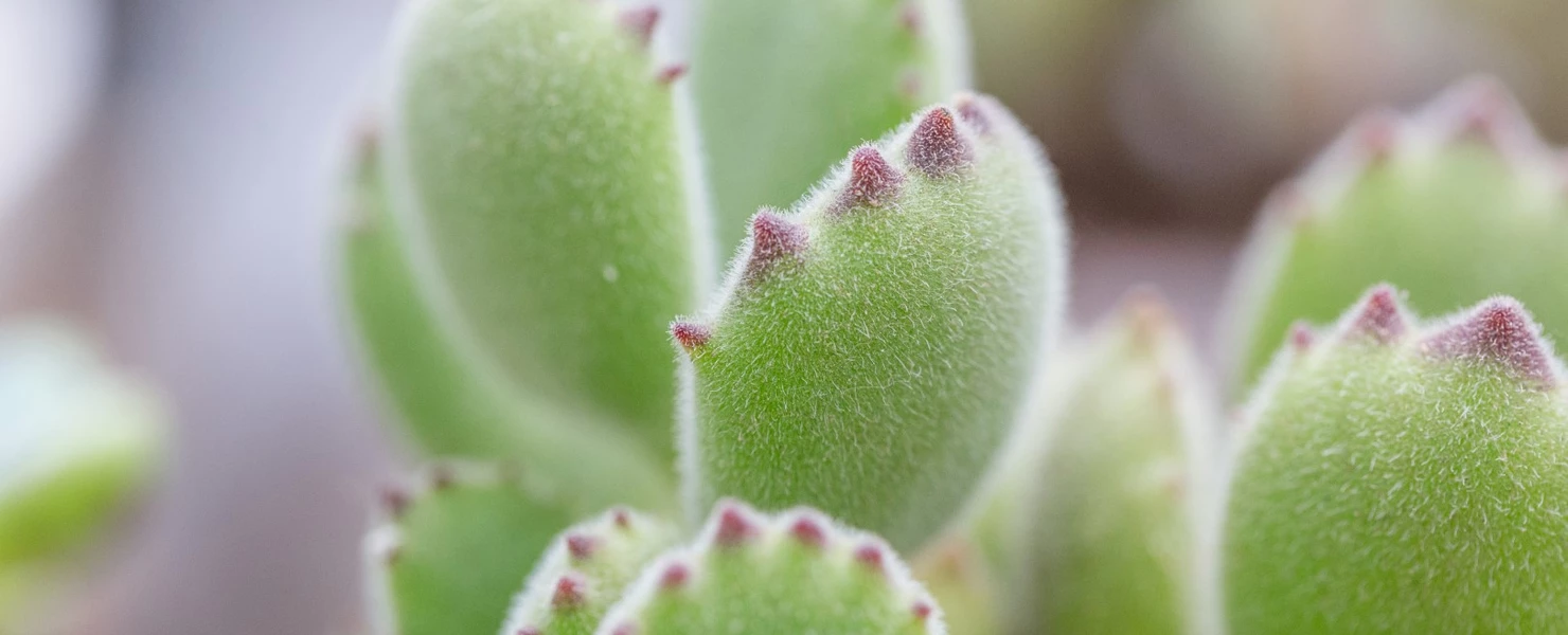 Cotyledon tomentosa als Nahaufnahme