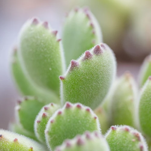 Cotyledon tomentosa als Nahaufnahme