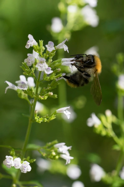 Eine Bienenjause-Bergminze (Clinopodium vulgare) mit kleinen weißen Blüten, die von einer Hummel bestäubt wird. Die Pflanze ist üppig und grün, während die Hummel fleißig in die Blüten eintaucht, um Nektar zu sammeln.
