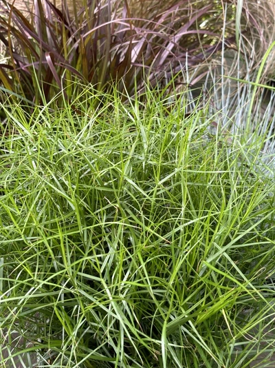 Carex muskingumensis 'Little Midge' mit feinem, hellgrünem Laub in dichter, kompakter Wuchsform.