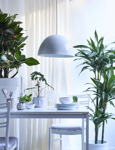 Drachenbaum im modernen, hellen Esszimmer mit großen Fenstern, weißer Einrichtung und weiteren Zimmerpflanzen