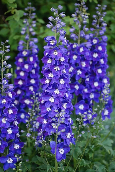 Mehrere violett-blaue Ritterspornblüten (Delphinium) in voller Blüte, mit dicht aneinandergereihten Einzelblüten an aufrechten Blütenständen.