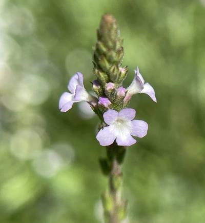 Echtes Eisenkraut (Verbena officinalis) mit kleinen, lila Blüten, die sich an einem langen Stängel entfalten. Die Blüten sind zart und stehen in einem natürlichen grünen Hintergrund.