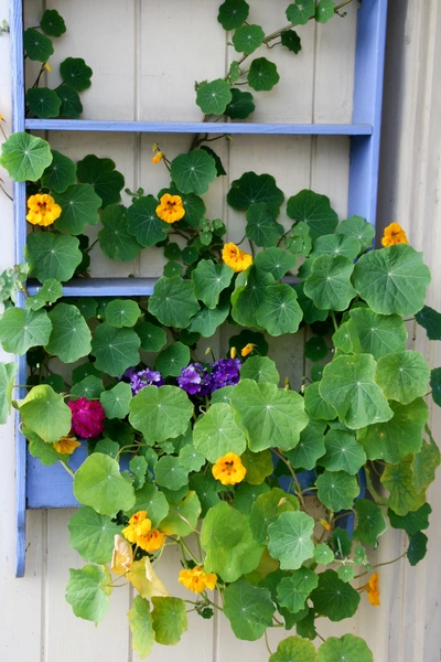 Kapuzinerkresse wächst an einem dekorativen vertikalen Gartenregal in einem blauen Holzrahmen. Die leuchtend orangefarbenen und gelben Blüten bilden einen farbenfrohen Blickfang und eignen sich ideal für kleine Balkone oder Terrassen.