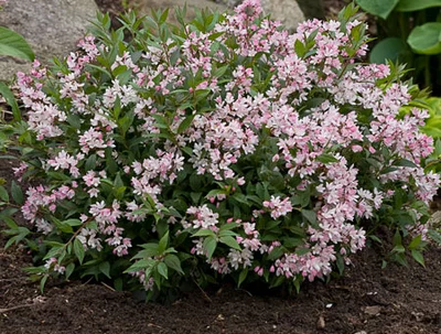 Kompakt wachsender Zwerg-Maiblumenstrauch (Deutzia Yuki Cherry Blossom) als reich blühender Kleinstrauch im Gartenbeet.