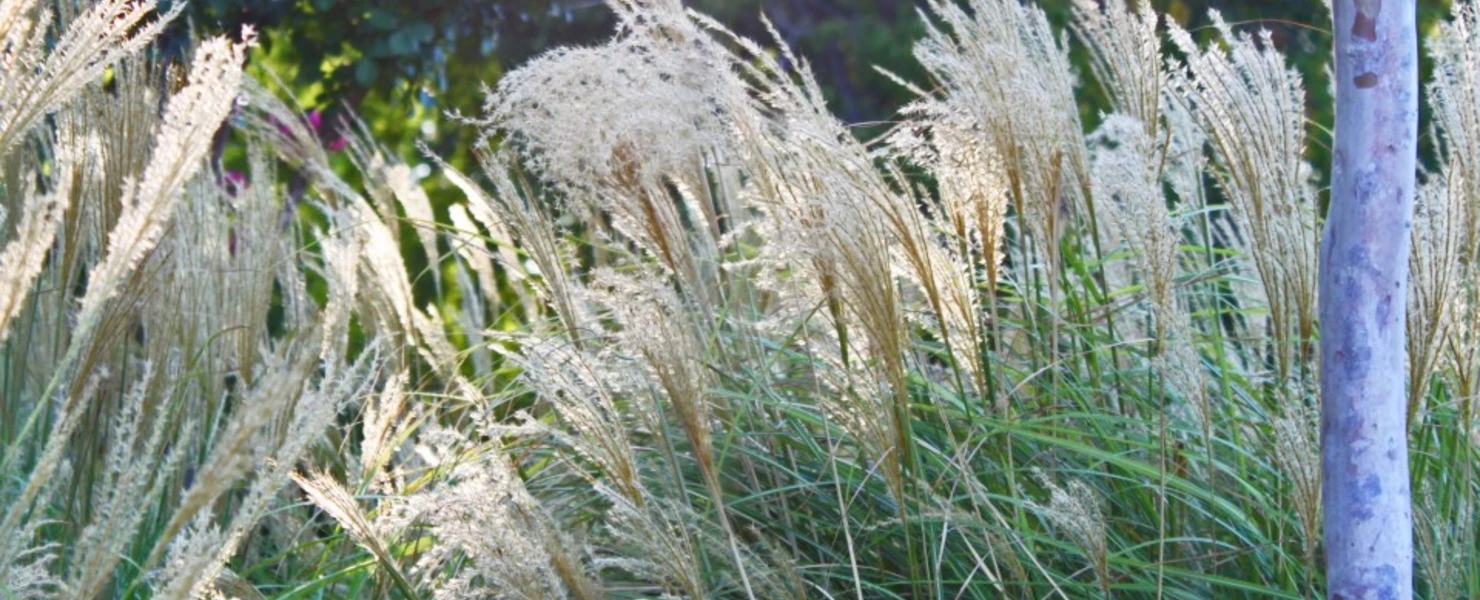 Weißes Chinaschilf (Miscanthus sinensis 'Silberspinne') in der Sonne mit violetten Blüten im Hintergrund.