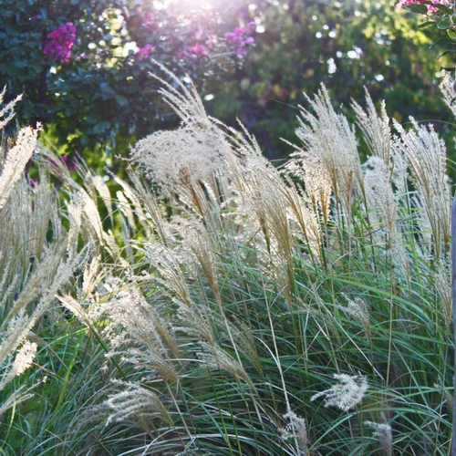 Weißes Chinaschilf (Miscanthus sinensis 'Silberspinne') in der Sonne mit violetten Blüten im Hintergrund.