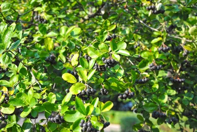 Aronia-Strauch mit zahlreichen reifen Beeren zwischen grünem Laub.