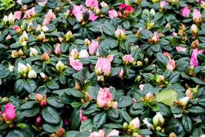 Das Bild zeigt eine üppige Gruppe von Zimmerazaleen, bedeckt mit zahlreichen rosa Blüten, die zwischen ihren satten grünen Blättern hervorleuchten, wobei einige Knospen gerade erst beginnen aufzublühen.