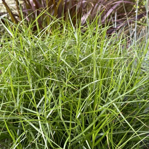 Dicht gewachsene Carex muskingumensis 'Little Midge' vor kontrastreichen, dunkellaubigen Ziergräsern.