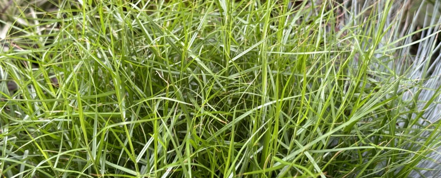 Dicht gewachsene Carex muskingumensis 'Little Midge' vor kontrastreichen, dunkellaubigen Ziergräsern.