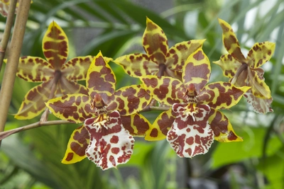 Colmonara-Orchideen   Orchideen-Züchtungen