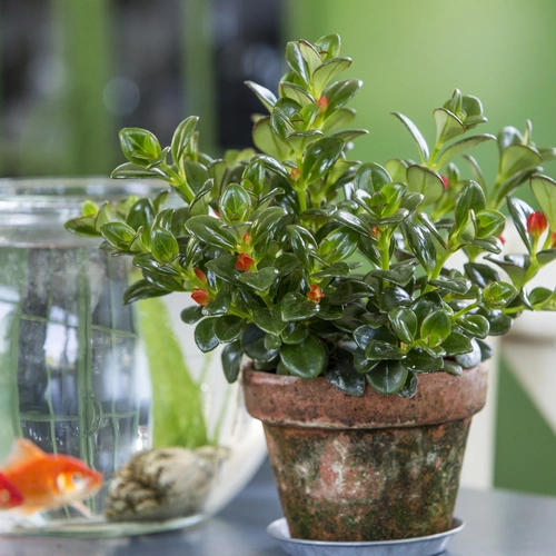 Kussmäulchen mit glänzenden, dunkelgrünen Blättern und roten Blüten in einem Terrakotta-Topf. Im Hintergrund ein Goldfischglas mit zwei Goldfischen.