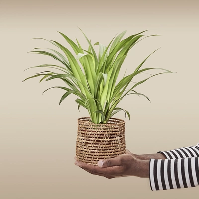 Eine Grünlilie in einem geflochtenen Korb, die von einer Hand mit gestreiftem Ärmel vor einem neutralen Hintergrund gehalten wird