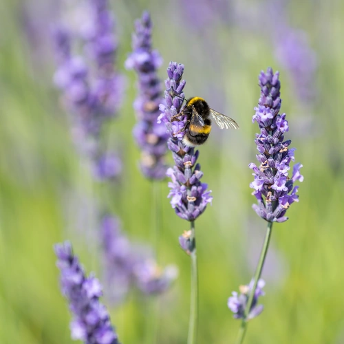 Eine Hummel sitzt auf einer Lavendelblüte und sammelt Nektar. Die violetten Blüten stehen vor einem unscharfen, grün-lila Hintergrund. Die feinen Flügel der Hummel schimmern im Licht, während sie sich an der Blüte festhält.