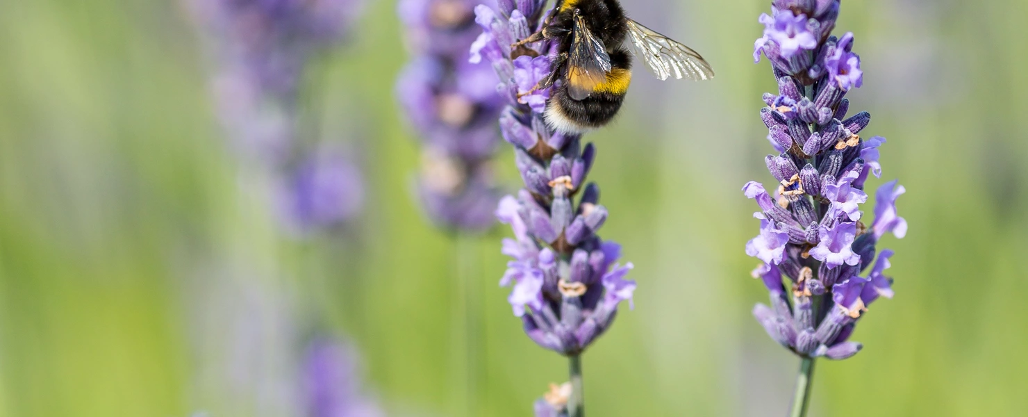 Eine Hummel sitzt auf einer Lavendelblüte und sammelt Nektar. Die violetten Blüten stehen vor einem unscharfen, grün-lila Hintergrund. Die feinen Flügel der Hummel schimmern im Licht, während sie sich an der Blüte festhält.