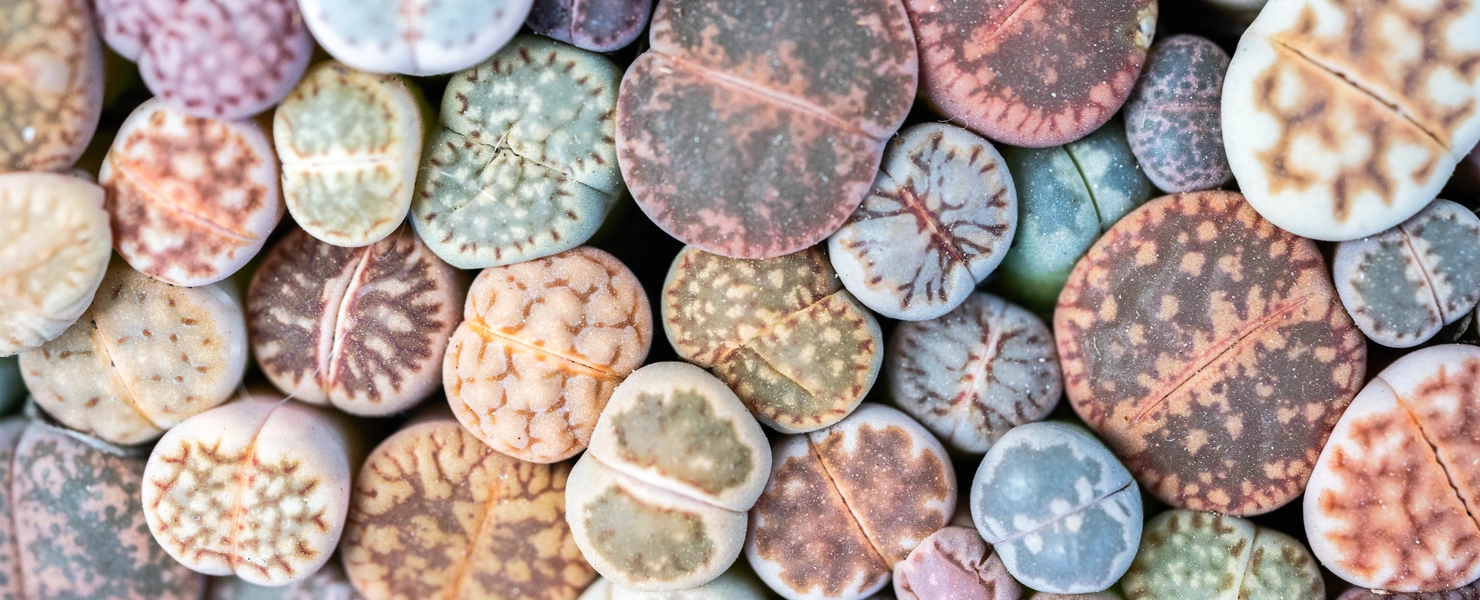 Nahaufnahme einer großen Gruppe von Lithops-Pflanzen in verschiedenen Farben und Mustern, die dicht beieinander liegen und ein lebendiges Mosaik aus natürlichen Tönen bilden