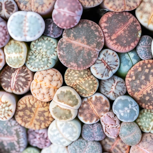 Nahaufnahme einer großen Gruppe von Lithops-Pflanzen in verschiedenen Farben und Mustern, die dicht beieinander liegen und ein lebendiges Mosaik aus natürlichen Tönen bilden