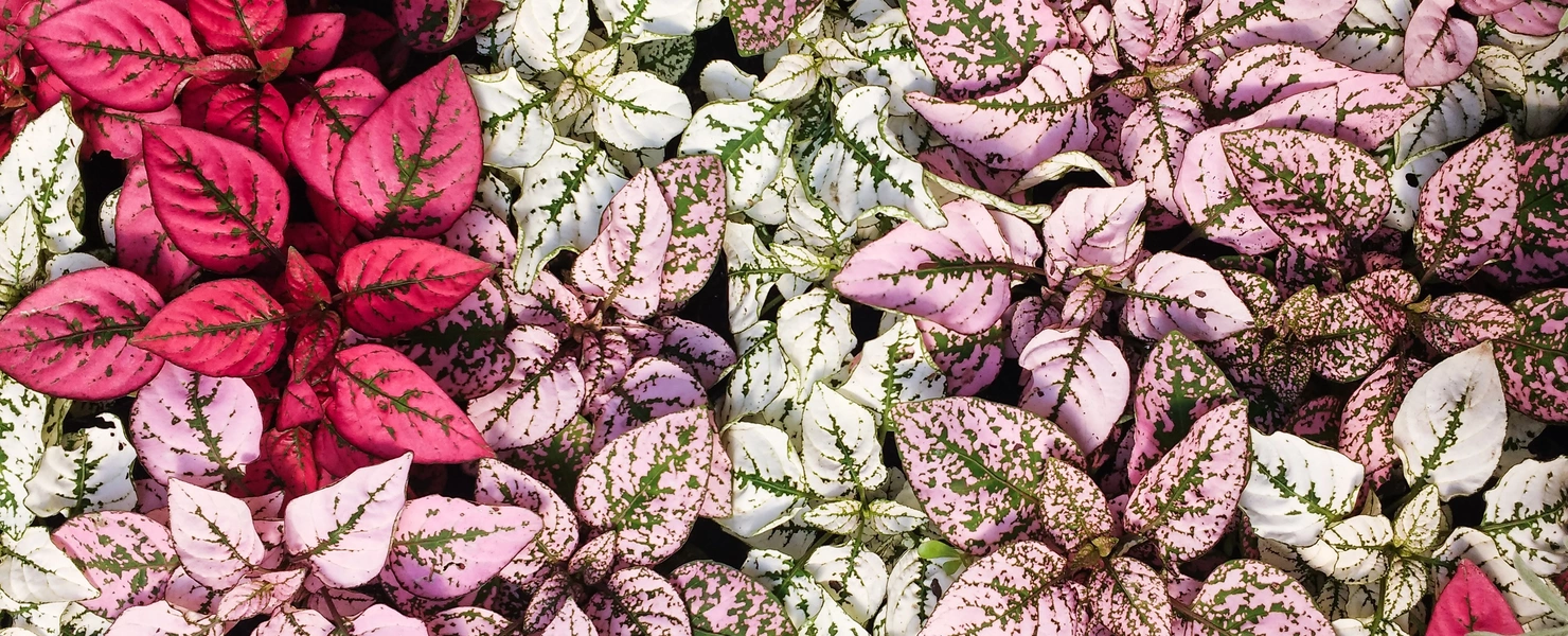 Das Bild zeigt eine Vielzahl von Punktblume in verschiedenen Farbtönen. Die Blätter variieren zwischen kräftigem Rosa, Hellrosa, Cremeweiß und Hellgrün, alle mit kontrastierenden grünen oder roten Adern. Die Mischung aus den unterschiedlichen Farben und Blattmustern sorgt für ein lebendiges und abwechslungsreiches Gesamtbild.