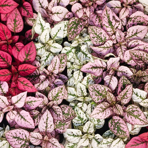 Das Bild zeigt eine Vielzahl von Punktblume in verschiedenen Farbtönen. Die Blätter variieren zwischen kräftigem Rosa, Hellrosa, Cremeweiß und Hellgrün, alle mit kontrastierenden grünen oder roten Adern. Die Mischung aus den unterschiedlichen Farben und Blattmustern sorgt für ein lebendiges und abwechslungsreiches Gesamtbild.