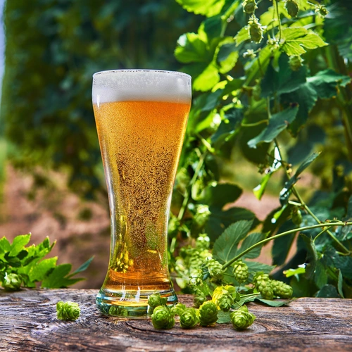Ein Glas frisch gezapftes Bier mit Schaumkrone steht auf einem Holztisch, umgeben von frischen Hopfendolden. Im Hintergrund ist eine Hopfenplantage mit grünen Ranken und unscharfem Weg zu sehen.