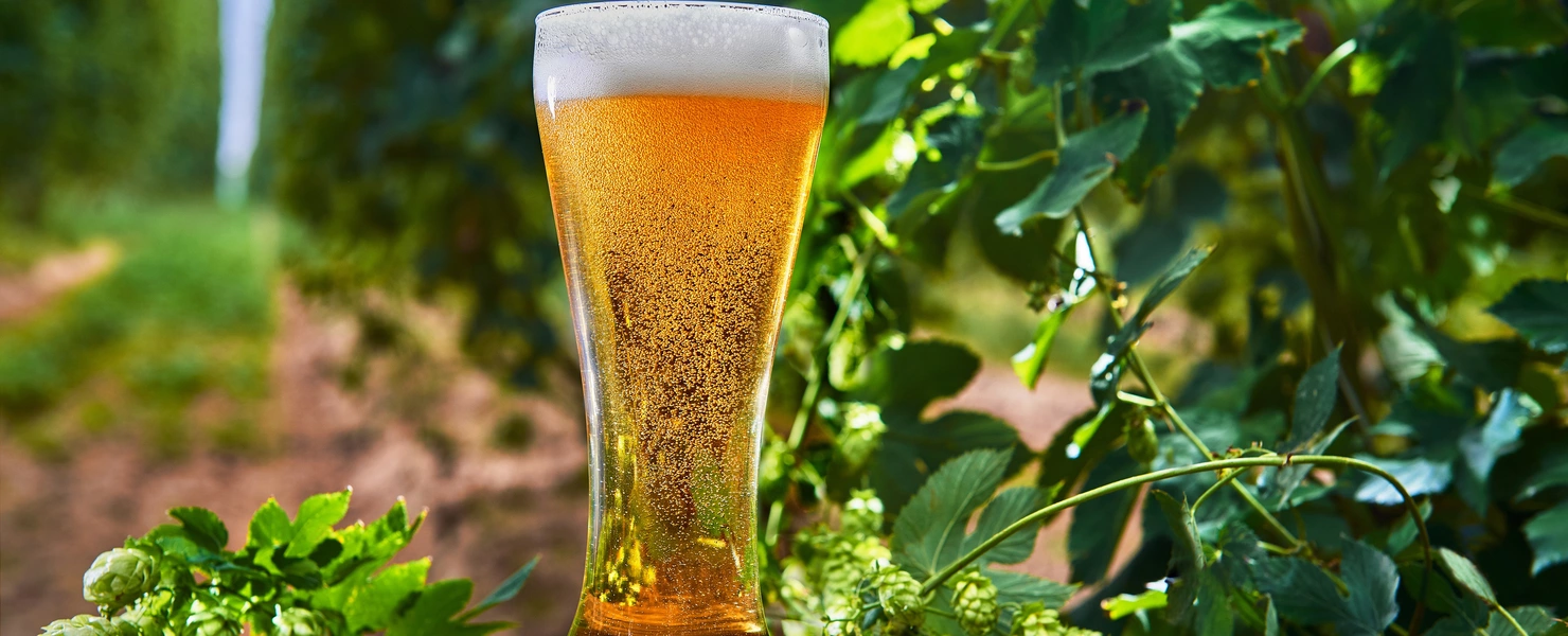 Ein Glas frisch gezapftes Bier mit Schaumkrone steht auf einem Holztisch, umgeben von frischen Hopfendolden. Im Hintergrund ist eine Hopfenplantage mit grünen Ranken und unscharfem Weg zu sehen.