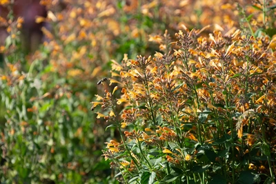 Die Limonadenpflanze (Aloysia citrodora) blüht mit orangefarbenen Blüten, die in dichten Trauben über das grüne Laub verteilt sind. Die Pflanze ist in voller Blüte im Freien zu sehen.