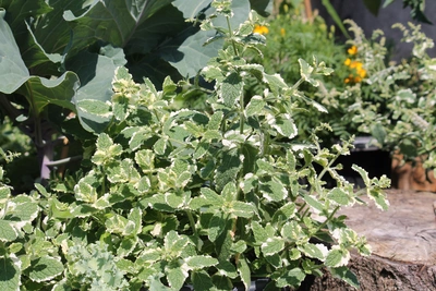 Ananasminze Mentha suaveolens Variegata