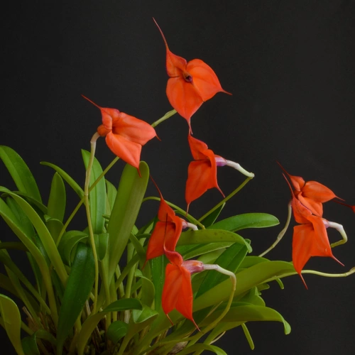 Leuchtend rote Dreieck-Orchideen mit langen, eleganten Blütenstielen vor einem schwarzen Hintergrund